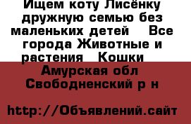 Ищем коту Лисёнку дружную семью без маленьких детей  - Все города Животные и растения » Кошки   . Амурская обл.,Свободненский р-н